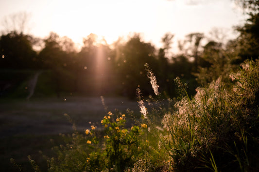 A Natural Approach to Allergies